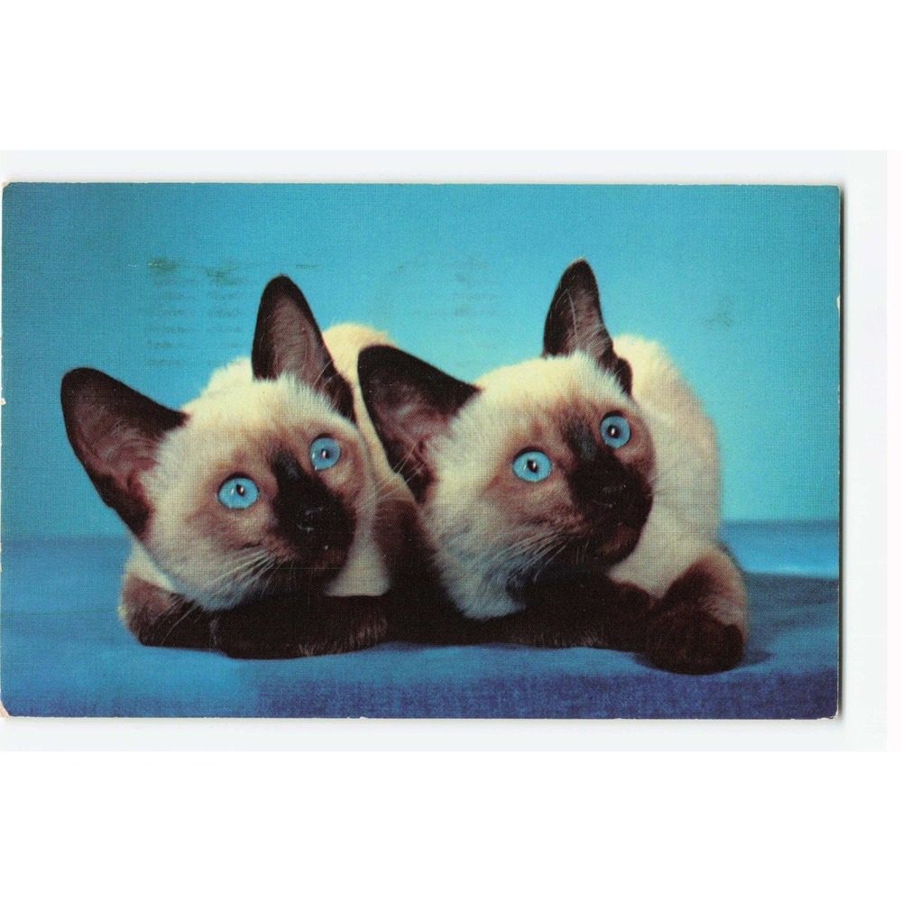 Vintage 1978 Walter Chandoha Siamese Kittens Postcard We Are Siamese Sisters